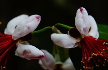 菲油果 菲油果好吃吗