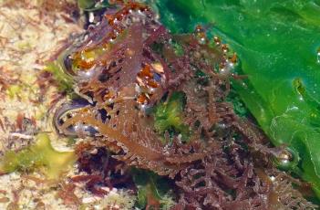 蜈蚣藻