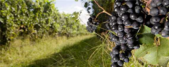 葡萄的生长环境和特点（葡萄的生长环境和特点是什么）