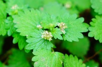 毛花点草 毛花点草图片功效