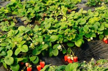 草莓浇水注意事项