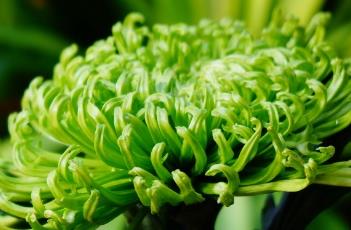 菊科 菊科植物图片