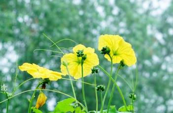 阳台种植丝瓜