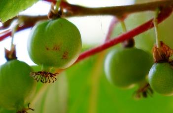 软枣猕猴桃