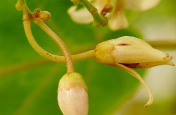 木本茄树