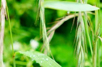 披碱草 披碱草种子多少钱一斤