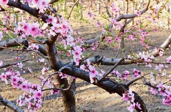 桃树花期的管理方法