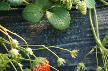 冬季草莓保根的方法（冬季草莓保根的方法是什么）