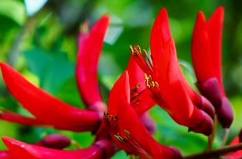 龙牙花（龙牙花图片）