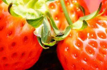 草莓苗期管理技术 草莓苗的种植方法及管理