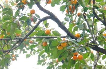 秋天的果实——柿子（秋天果园里的柿子像什么）