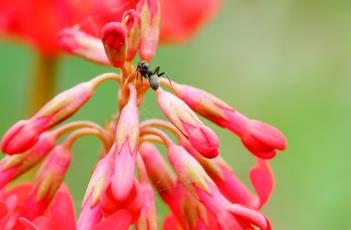 胭脂花 胭脂花红