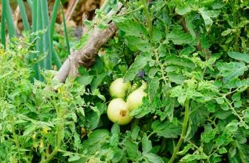 夏季西红柿施肥方法