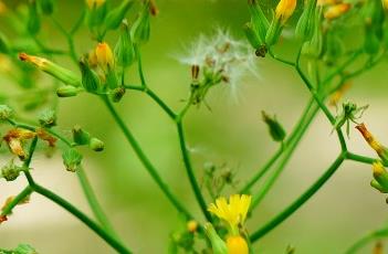 黄鹌菜 黄鹌菜的图片