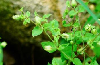 鹅肠菜（鹅肠菜图片）