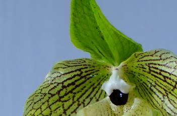 麻栗坡兜兰 兜兰是国家一级保护植物吗