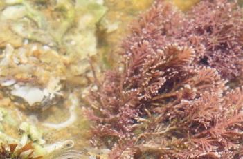 珊瑚藻（珊瑚藻体内有大量的什么）
