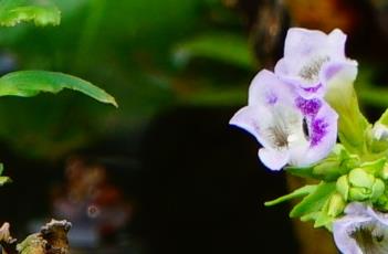 紫苏草