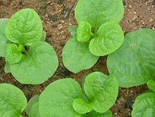 木耳菜 木耳菜的种植时间与方法