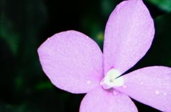 紫花山柰