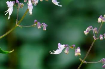 蓝萼香茶菜