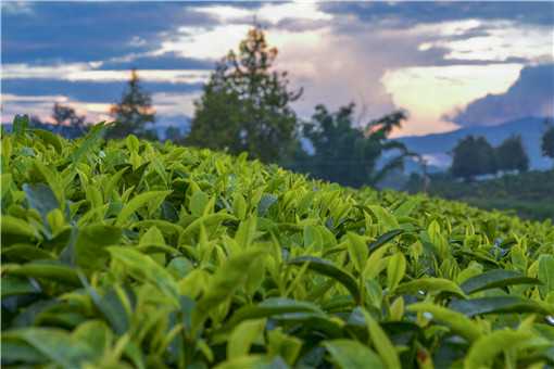 西双版纳现大规模毁林种茶