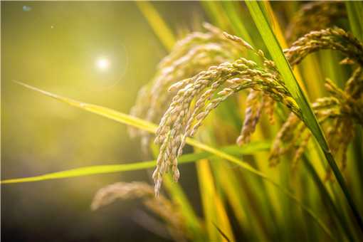 2021年稻谷最低保护价格最新政策：今年水稻国家保护价多少钱一斤