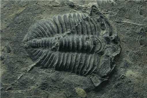 贵州发现2.44亿年前大型盘州暴鱼