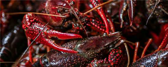 澳洲小龙虾养殖条件