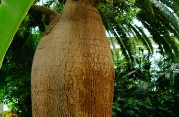 昆士兰瓶树 昆士兰瓶树多少钱一棵