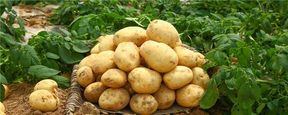 土豆的种植全部过程