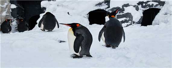 为什么帝企鹅在冬天繁殖