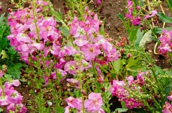 罗塞塔紫毛蕊花