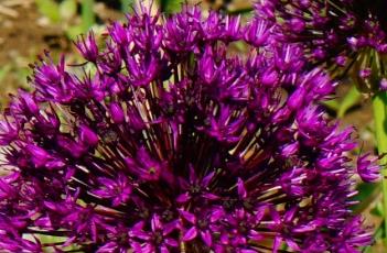 紫色印象葱