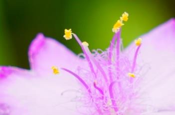 紫露草的花语（紫露草的花语是什么）