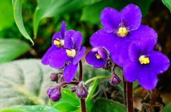 非洲紫罗兰的繁殖方法 非洲紫罗兰的繁殖方法有哪些