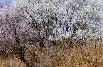 山桃 山桃树图片