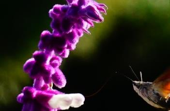 紫绒鼠尾草（紫花鼠尾草）