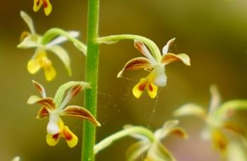 细花虾脊兰 香花虾脊兰