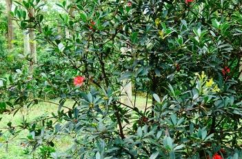 盆栽杜鹃红山茶的养殖方法