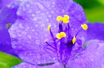 紫露草的花语