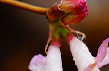樱桃忍冬种子繁殖方法