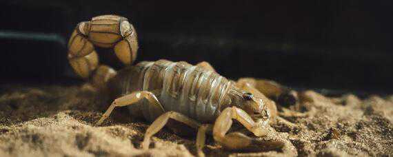 蝎子怎么养殖在家里怎么养殖蝎子