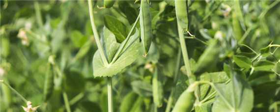 豌豆从种到成熟要多久