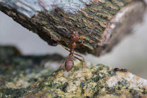 红火蚁如何消灭用什么药