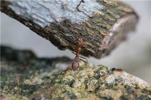 红蚂蚁咬了红肿痒怎么办