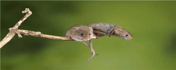 老鼠繁殖多长时间一窝 老鼠繁殖多长时间一窝瑞鹤图