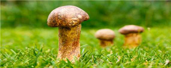 野生菌菇种类 野生菌菇种类能吃的