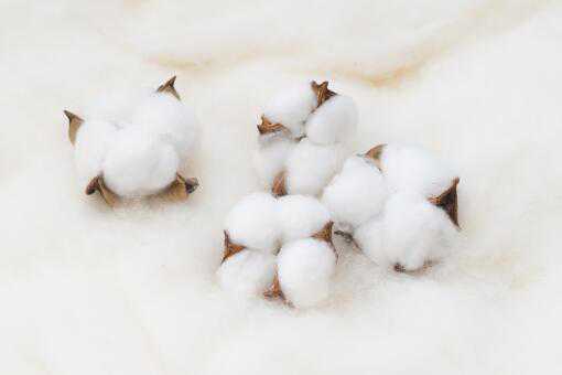 新疆棉花和普通棉花区别