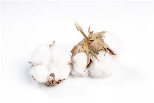 新疆棉花和普通棉花的区别是什么（新疆棉花属于什么棉花）